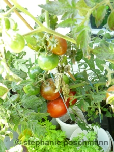 tomaten2